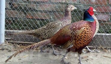 продажа домашних животных: Продам фазанов — 4