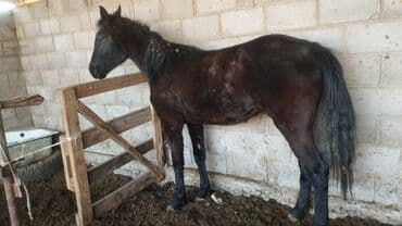 немецкая овчарка черная щенок купить: Продаю | Кобыла (самка) | Полукровка, Першерон, Дончак | На забой, Для разведения, Конный спорт | Племенные, Осеменитель, Мерин — 1