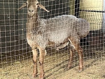 кролик нзб: Продаю | Баран (самец) | Для разведения | Племенные — 6