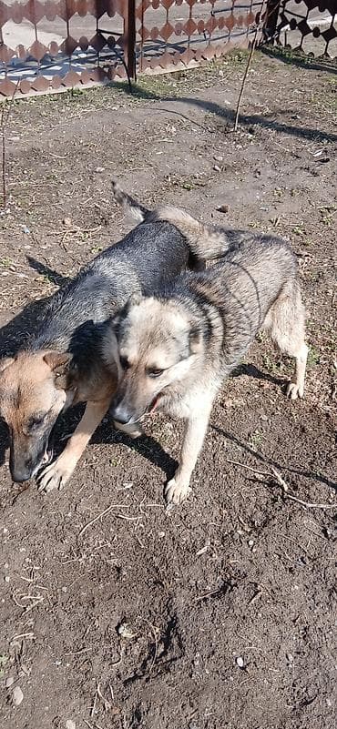 Ит бекер берем: Щенки метисы (помеси овчарки) - Возраст: примерно 4–6 месяцев — 3