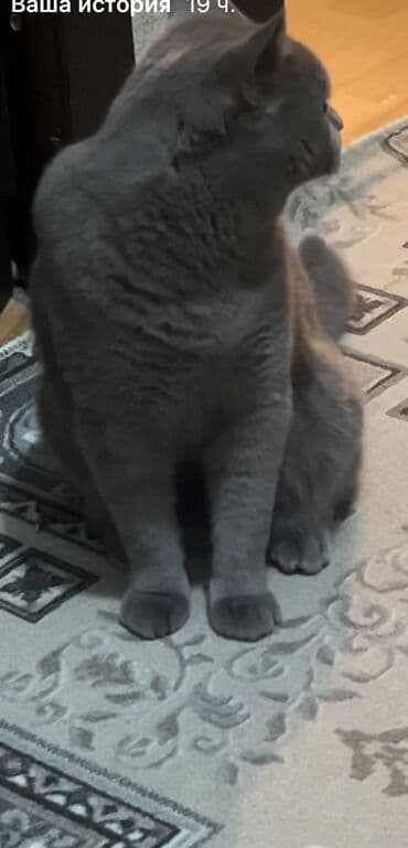 купить собаку шарпей: Британская короткошёрстная, 11 месяцев, Мальчик, Серый, Приучена к лотку — 10