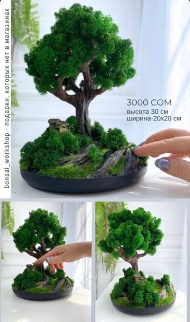 искусственные растения бишкек: Бонсай ручной работы из натурального стабилизированного мха от 1500 — 26