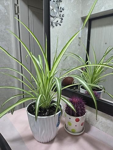 отдам даром комнатные цветы: Комнатные растения в горшках: 1) Хлорофитум хохлатый (вариагатный) - — 1