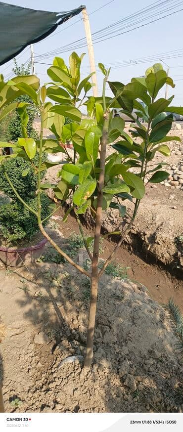 продам рассаду помидор: Саженцы деревьев: Магнолии — 20