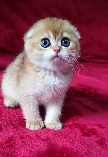 ориентальная длинношерстная кошка: Питомник шотландских кошек предлагает к предварительному резерву — 4