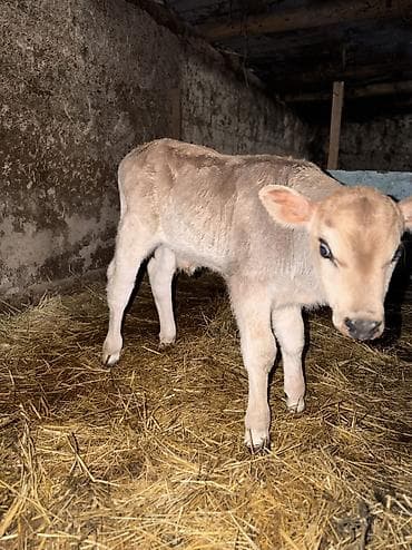 корова голштинской: Продаю | Корова (самка) | Полукровка | Для молока — 3