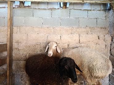 британка кошка: Продаю | Овца (самка) | Для разведения — 2