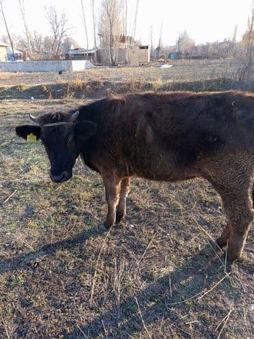 купить собаку для охоты: Продаю | Тёлка | На откорм | Привязанные — 2