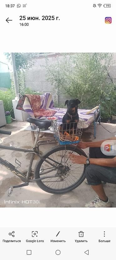 черный русский терьер: Ягдтерьер, 7 месяцев, Самка — 4