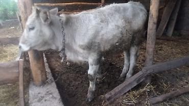 корова на забой: Продаю | Бык (самец) | На откорм | Привязанные — 3