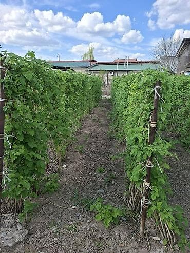 мешки для винограда: Саженцы малины (плодоносящие ряды на шпалере). Сорт - Шапочка с мая — 3