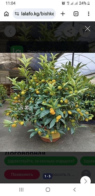 лимон кг: Лимон растение, отцвела, имеется более 30 плодов — 1