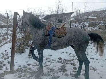 жылкы баасы: Сатам | Байтал | Ат спорту — 3