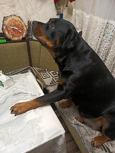 Кто желает приобрестищенков ставим броньроделись 30марта — 1