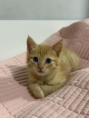 коты бишкек: Котенок мальчик 3 мес — 2
