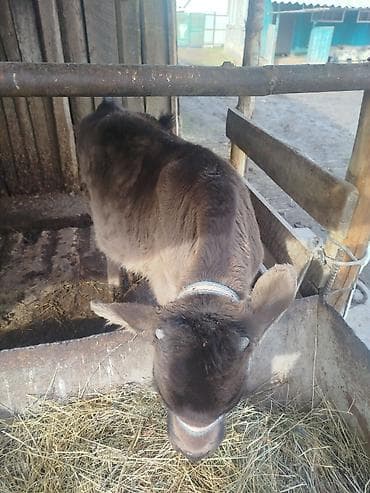 Услуги ветеринара: Продаю | Бык (самец) | На откорм | Привязанные — 2