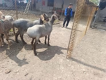 орёл завира: Продаю | Овца (самка) | Для разведения | Матка — 2