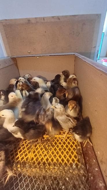 Продаю | Цыплята | Домашняя | Для разведения at lalafo.kg Продаю | Цыплята | Домашняя | Для разведения