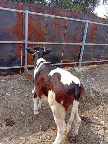 зааненские козы где можно купить и цена: Продаю | Музоо, торпок | Полукровка | Для молока — 4