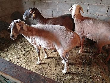 ящик ош: Сатам | Ургаачы кой (ургаачы) | Көбөйтүү үчүн | Ургаачы — 1