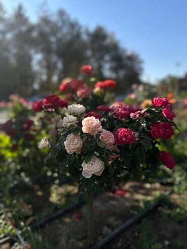 купить вьющиеся розы: Ландшафтные растения и декоративные хвойники для сада газон и полив — 5