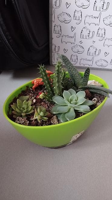 4 pot: Мини-садак из суккулентов в декоративной чаше. - Состав: микс живых — 2