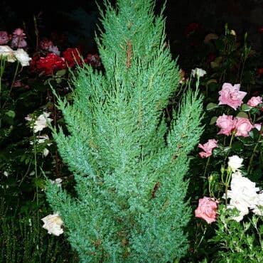 невропатолог на дом: Номер, Чолпон-Ата, Детская площадка, Парковка, стоянка, Баскетбольная площадка — 12