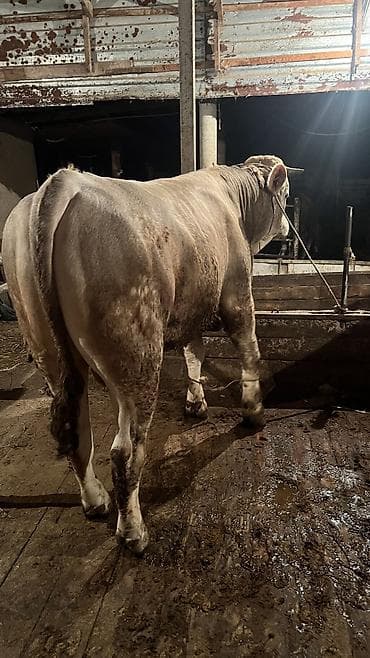 корым: Продаю | Бык (самец) — 4