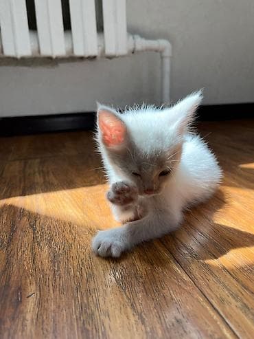 переноска для кошек: 1 месяц, Девочка, Белый — 6