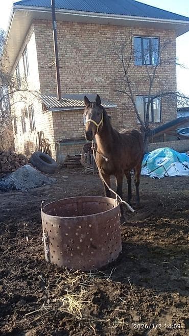 Продаю | Конь (самец) | Рабочий