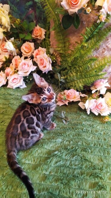 куда можно отдать собаку в бишкеке: Бенгальская, 2 месяца, Девочка — 13