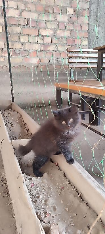 котята отдам: Беспородная, 2 месяца, Девочка, Приучена к лотку — 3