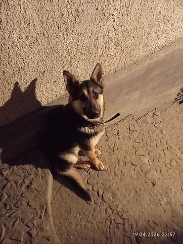 норные собаки: Молодая собака среднего размера с классическим чёрно‑рыжим окрасом — 2