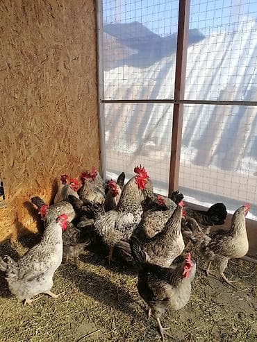 поющие волнистые попугаи: Продажа Инкубационное яйцо. Барковская - 35 сом Адлерская-25сом — 5