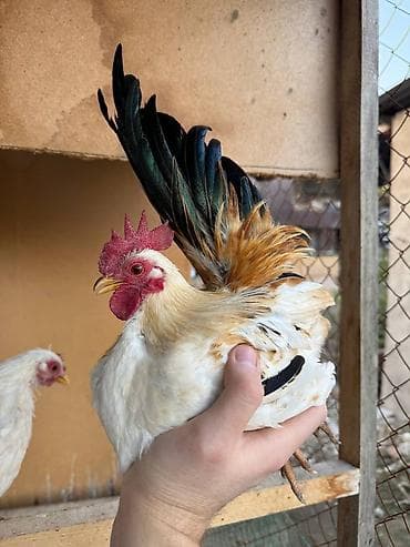 купить лысого кота: Продам карликов кур петух — 2