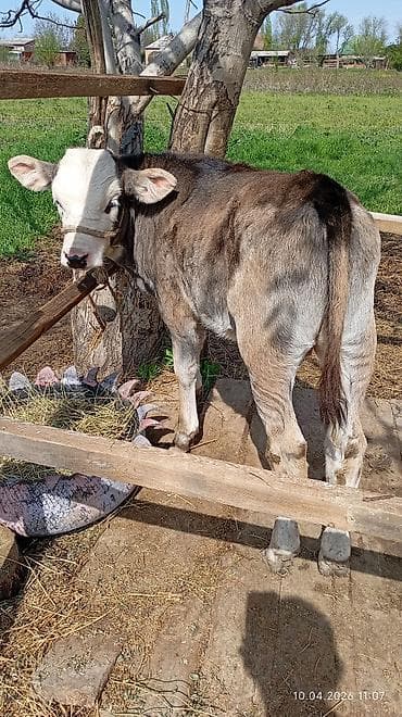 продаются бараны: Продаю | Тёлка | Полукровка | На откорм | Привязанные — 1