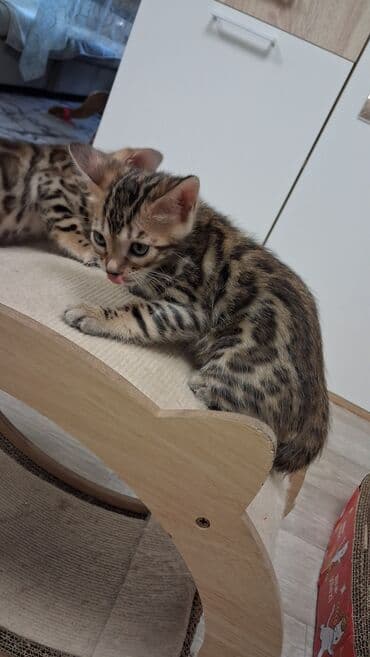 немецкая овчарка щенок в оше: Бенгальская, 2 месяца, Девочка, Приучена к лотку, Проглистована, С документами — 8