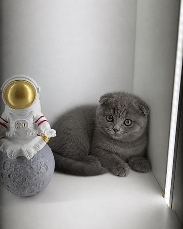 щотланская кошка: Скотиш Фолд (Шотландская вислоухая), 2 месяца, Мальчик, Серый — 1