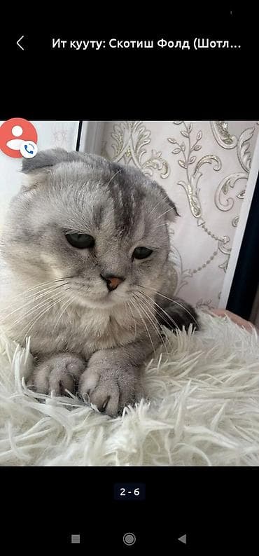 шпиц собака цена бишкек: Шотландская вислоухая кошка (Scottish Fold), окрас серебристый — 5