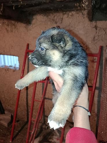 Алабай, 2 месяца, Самец, С прививкой