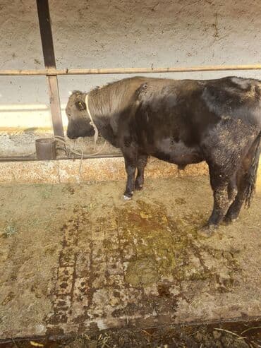 коровы молочной породы купить: Продаю | Корова (самка), Бык (самец), Тёлка | На откорм, На забой, Для разведения — 3