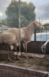 в какой приют можно отдать собаку: Продаю | Баран (самец) | Арашан | Для разведения, Для шерсти | Осеменитель, Племенные — 3