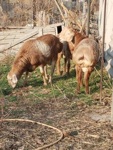 tuxedo порода кошек цена: Продаю | Баран (самец) | Арашан | Для разведения | Племенные — 4