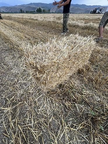 Үй жана бакча: Арпа саман 5000тук Александровка Бишкек Сокулук Белавотский срочна — 2