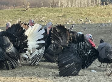 московская сторожевая собака: Продаю | Индюк (самец) | Черный принц | Для разведения | Племенные — 1