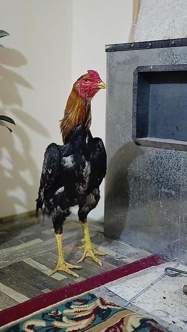 Башка жаныбарлар: Сатам | Короздор | Тебиштирүүчү | Көбөйтүү үчүн — 2