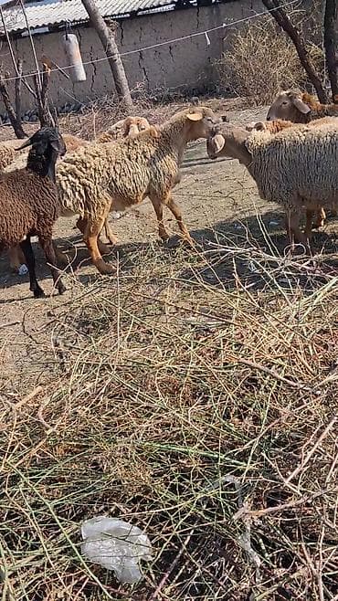 зоомагазин бишкек с животными: Продаю | Баран (самец) — 3