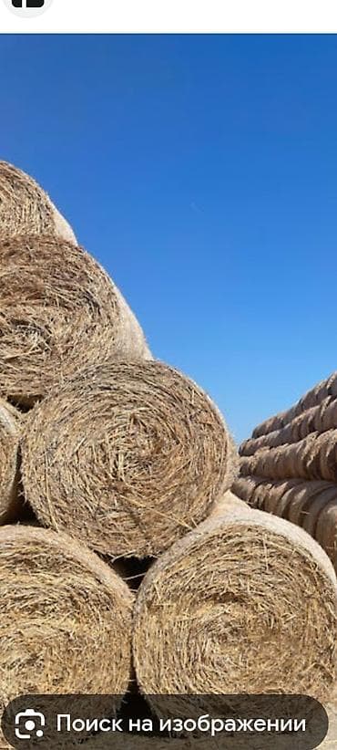 кок талаа: Куплю сено или клевер с поля — 1