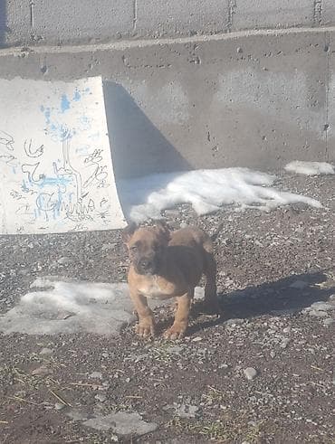 шпиц даром ташкент: Продаю щенка Самец порода: пидбуль 1, 5 месяца Отец мать есть могу — 5