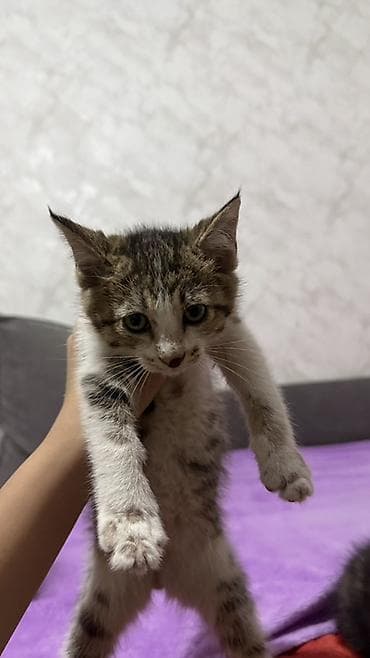 животные купить: Котята, отдам даром в хорошие руки Описание: - Возраст на фото — 1